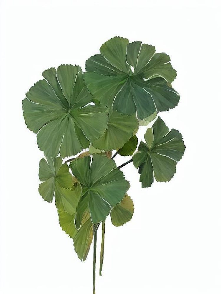 Iron Cross Begonia (Begonia Masoniana) Watercolor