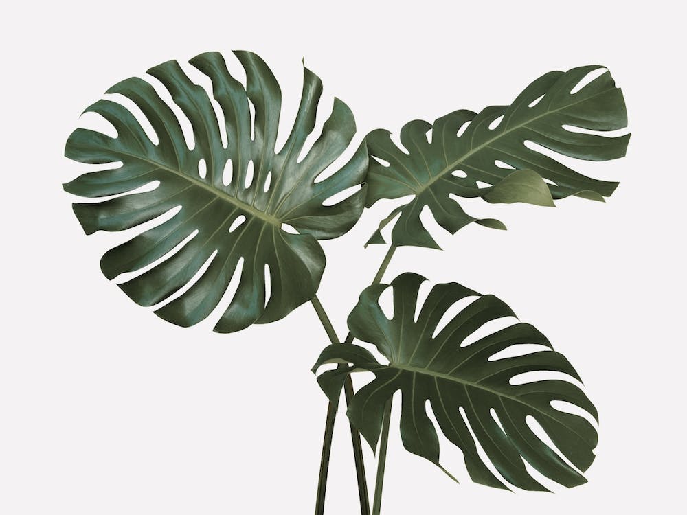 Monstera-Pflanzenblätter