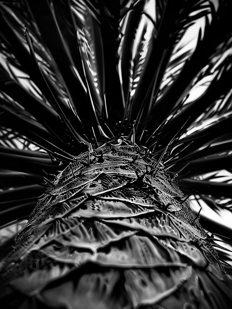 Palm Tree In Black And White