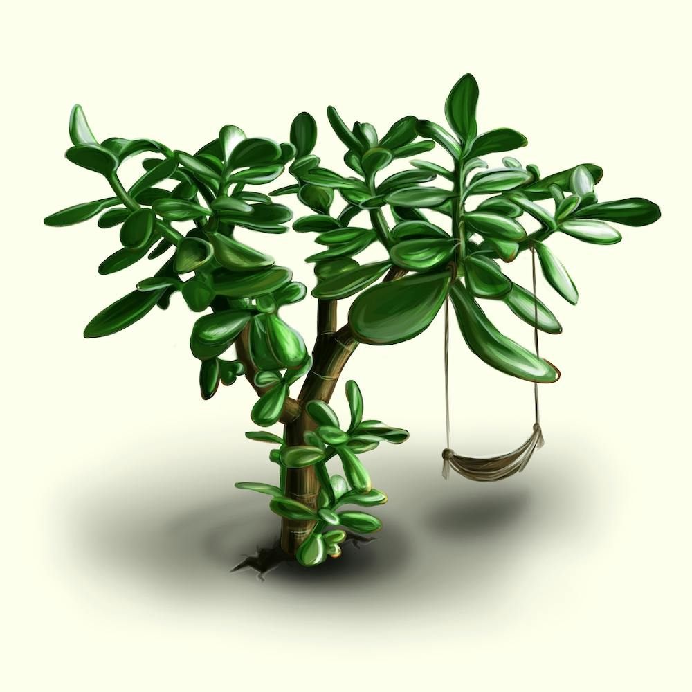 Crassula with a swing. Money tree.