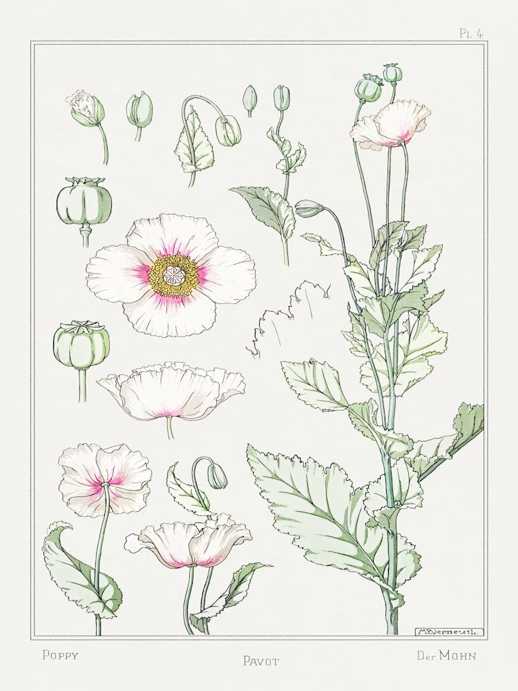 Poppy From The Plant And Its Ornamental Applications (1896), Maurice Pillard Verneuil