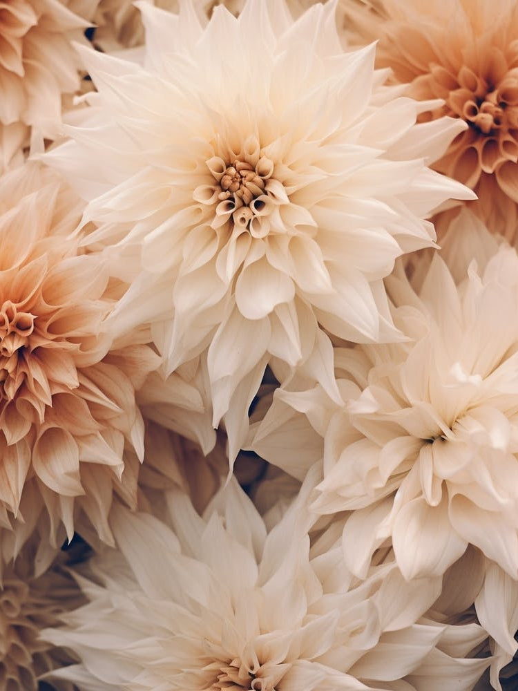 Boho Dried Flowers Dahlia 1