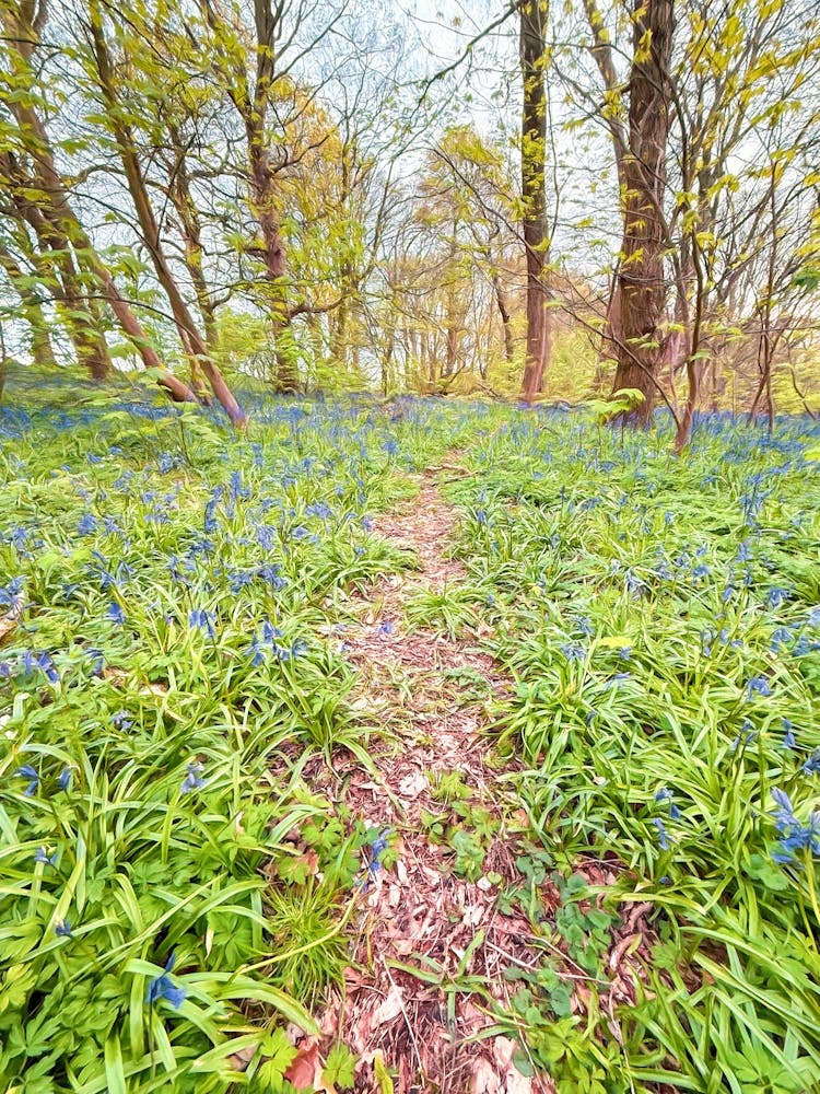 Bluebells In The Woods