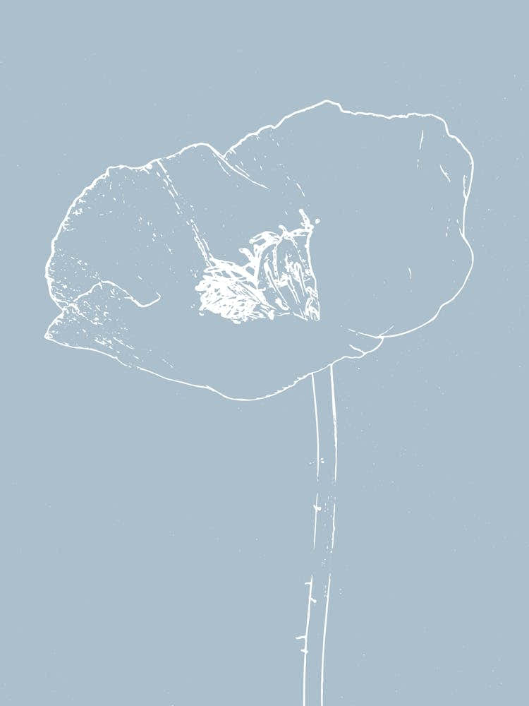 Poppy Line Drawing - Open
