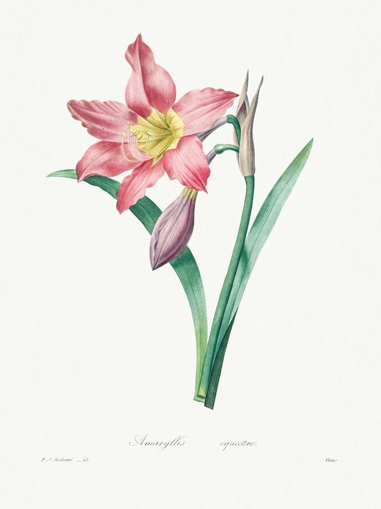 Amaryllis Equestre, Pierre Joseph Redoute
