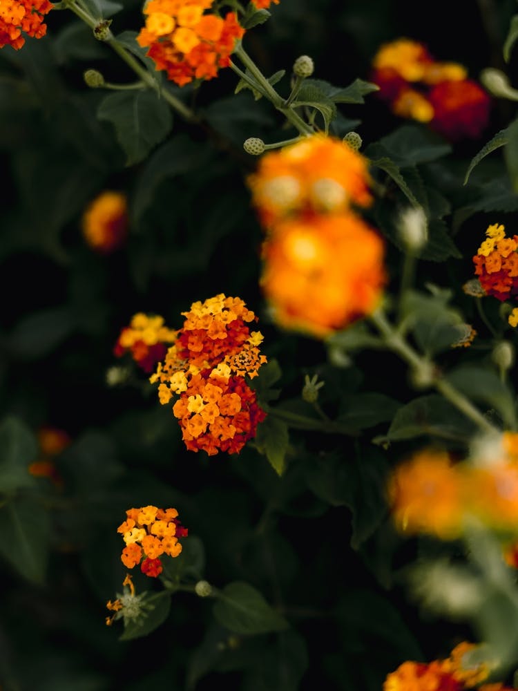 Orange Flowers