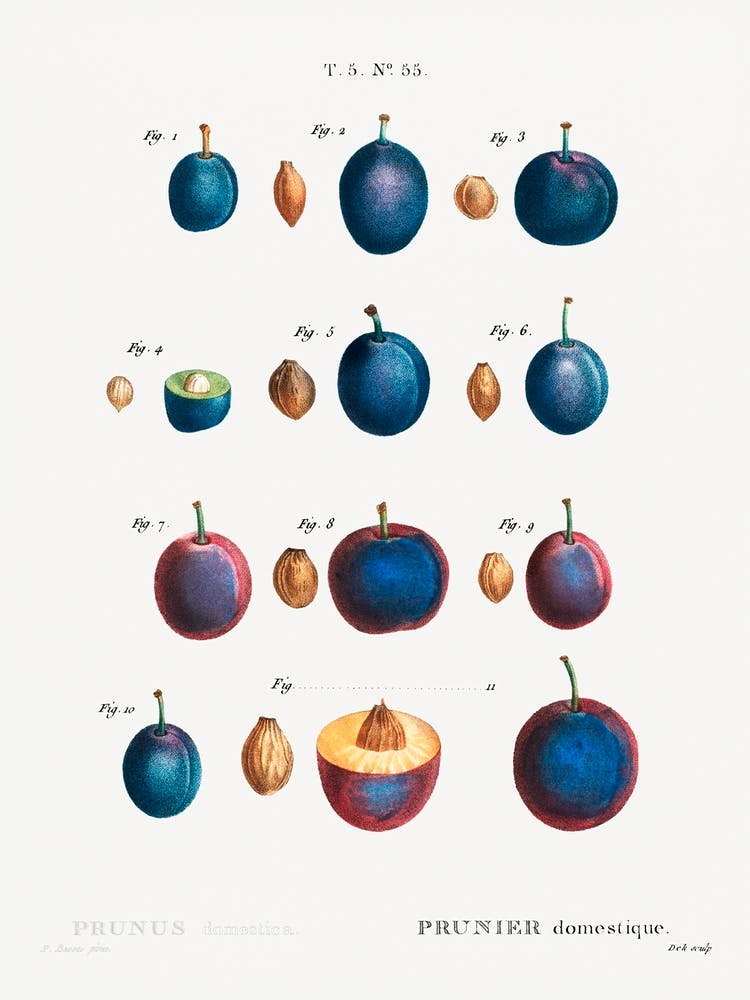 Plum, Pierre Joseph Redoute 1