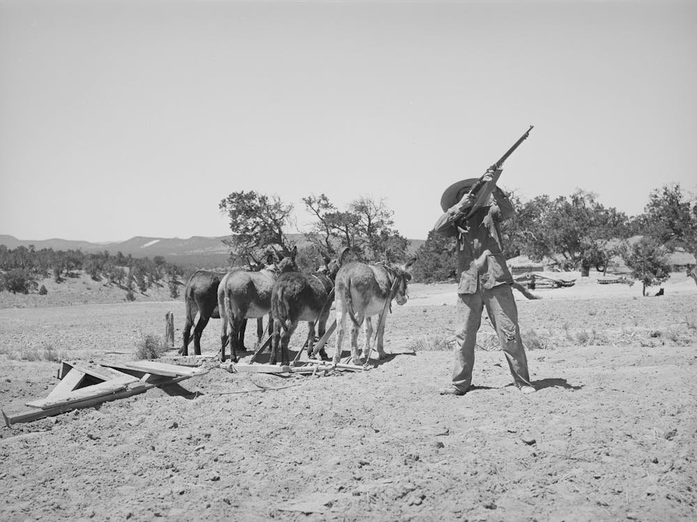 Mr, Leatherman Shoots A Chicken Hawk Which Has Been Bothering His Chickens, Pie Town, New Mexico By Russell Lee