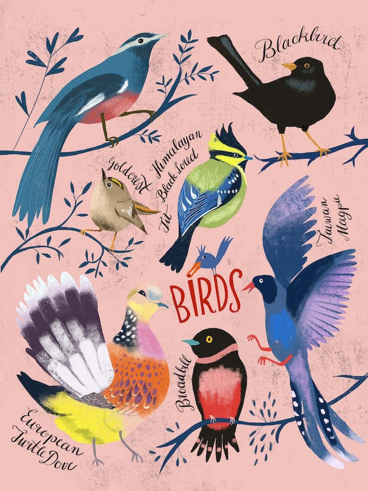 Chart Of Birds