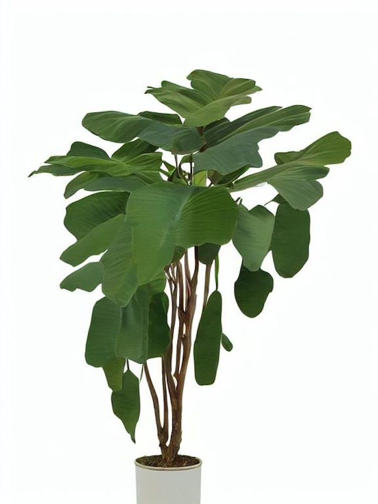 Cardboard Palm (Zamia Furfuracea) Watercolor