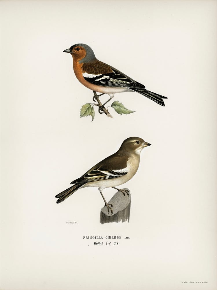 Chaffinch Male (Fringilla Coelebs), The Von Wright Brothers