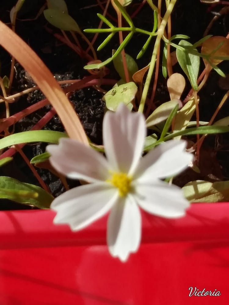White Flower 3