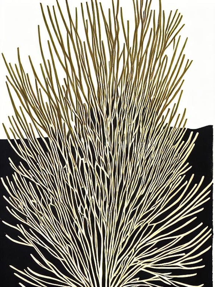 Acropora Pulchra Iii Linocut