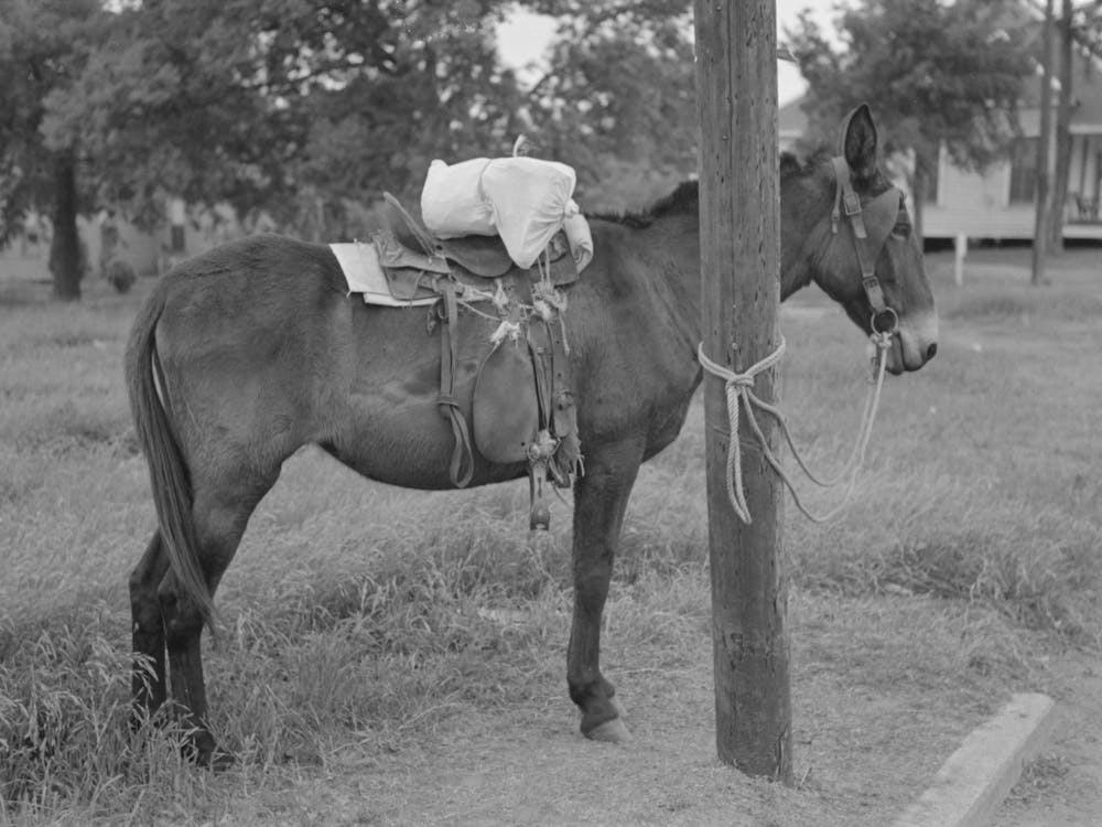 Saddle Horses With Supplies Tied To Telephone Post, Saturday Afternoon, San Augustine, Texas By Russell Lee