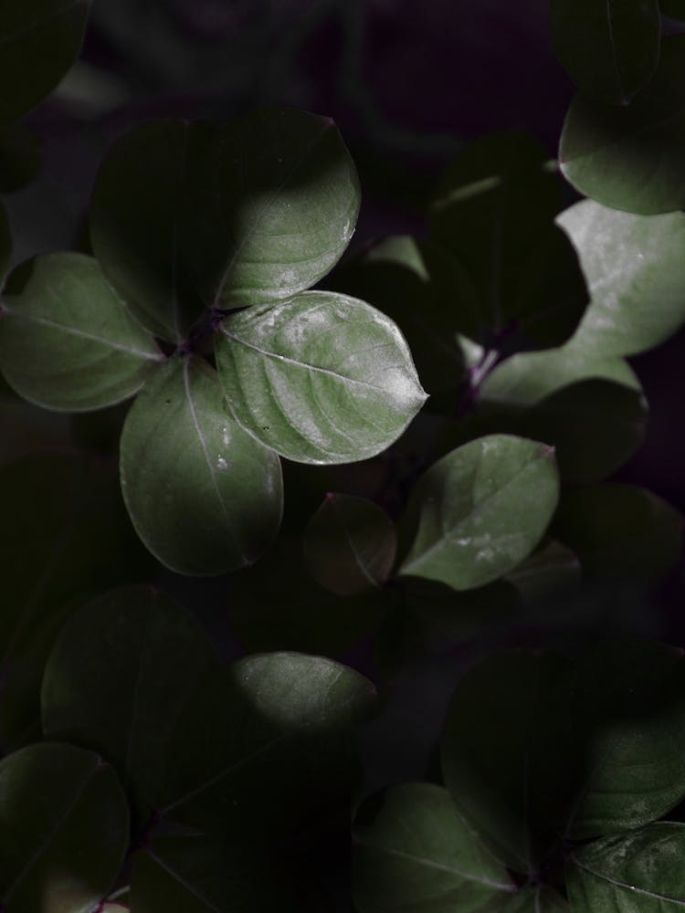 Gloomy Dark Leaves