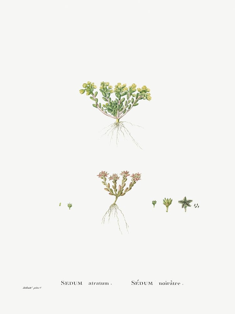 Sedum Atratum, Pierre Joseph Redoute