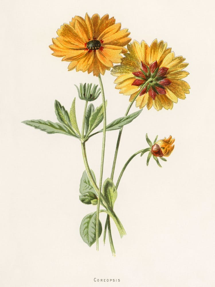 Vintage Tickseed