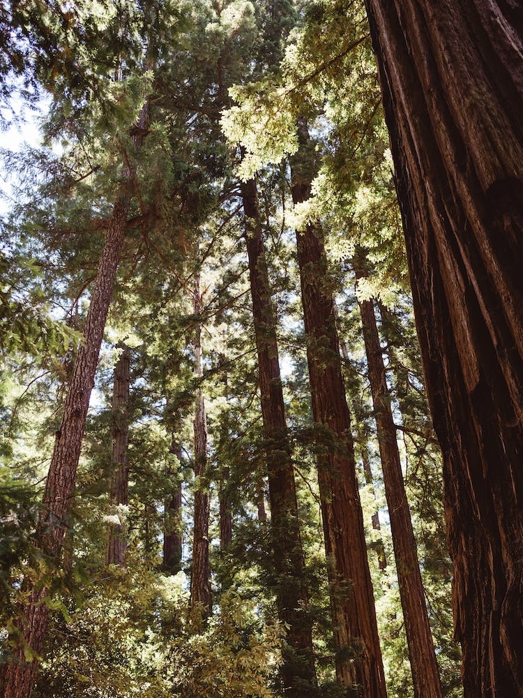 Redwood Forest XII