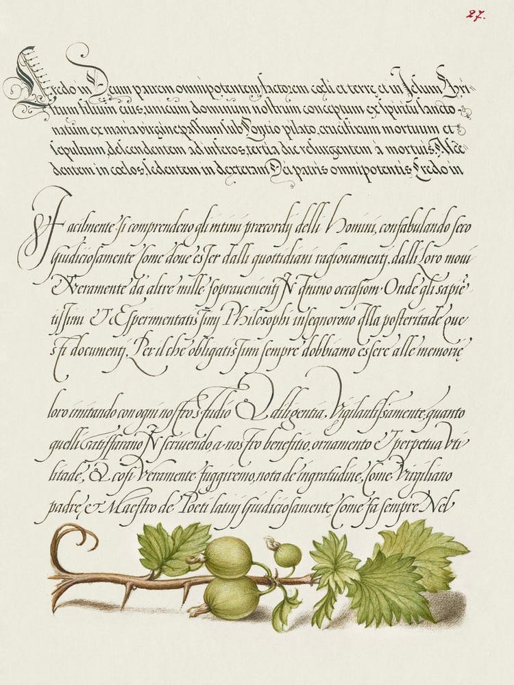 European Currant From Mira Calligraphiae Monumenta, Joris Hoefnagel