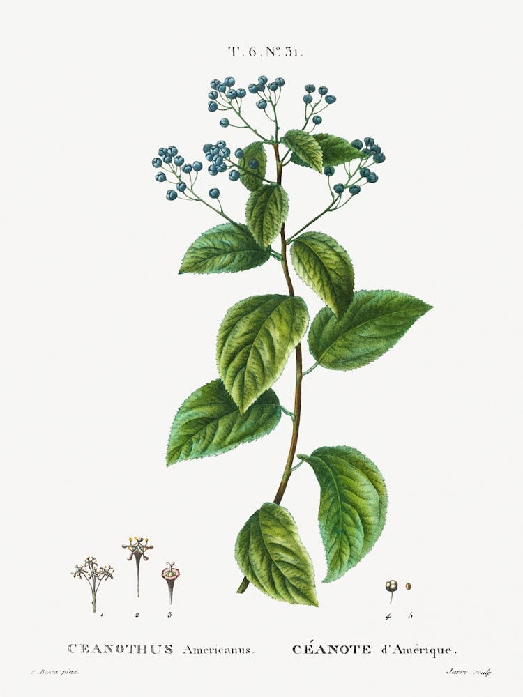 New Jersey Tea, Pierre Joseph Redoute