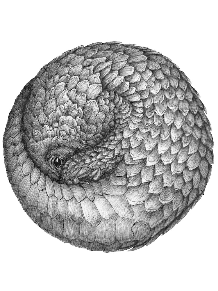 The Infinite Pangolin