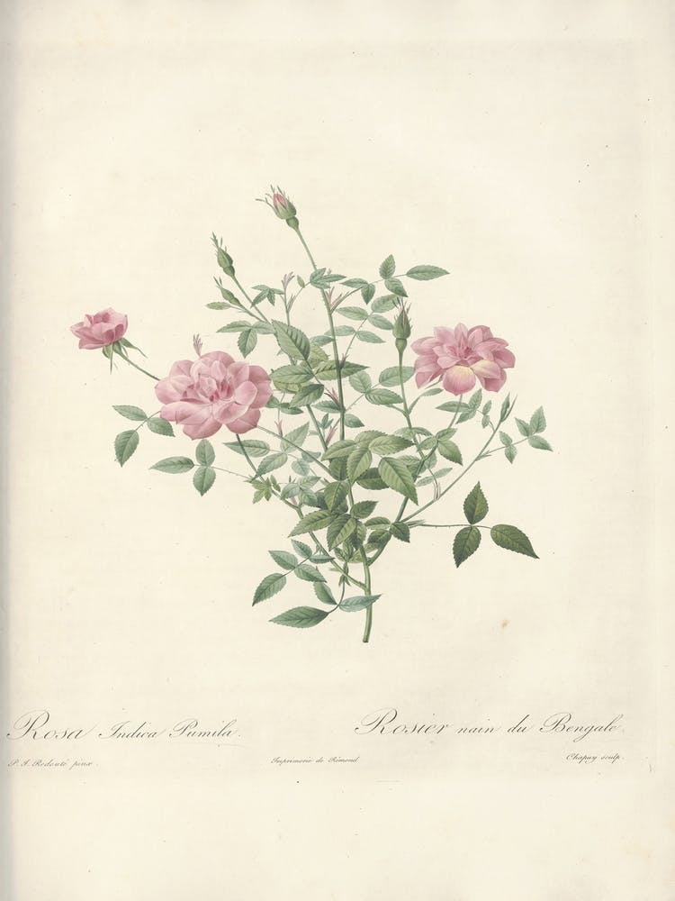 Rose Illustration, Pierre Joseph Redoute (73)