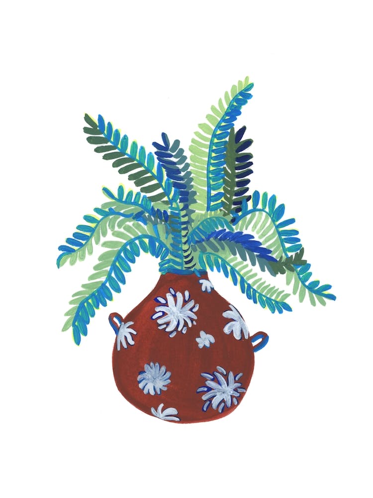 Fern Plant
