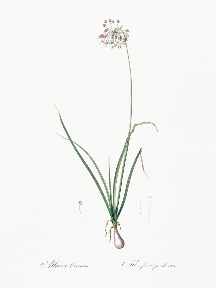 Nodding Onion Illustration From Les Liliacées (1805), Pierre Joseph Redoute