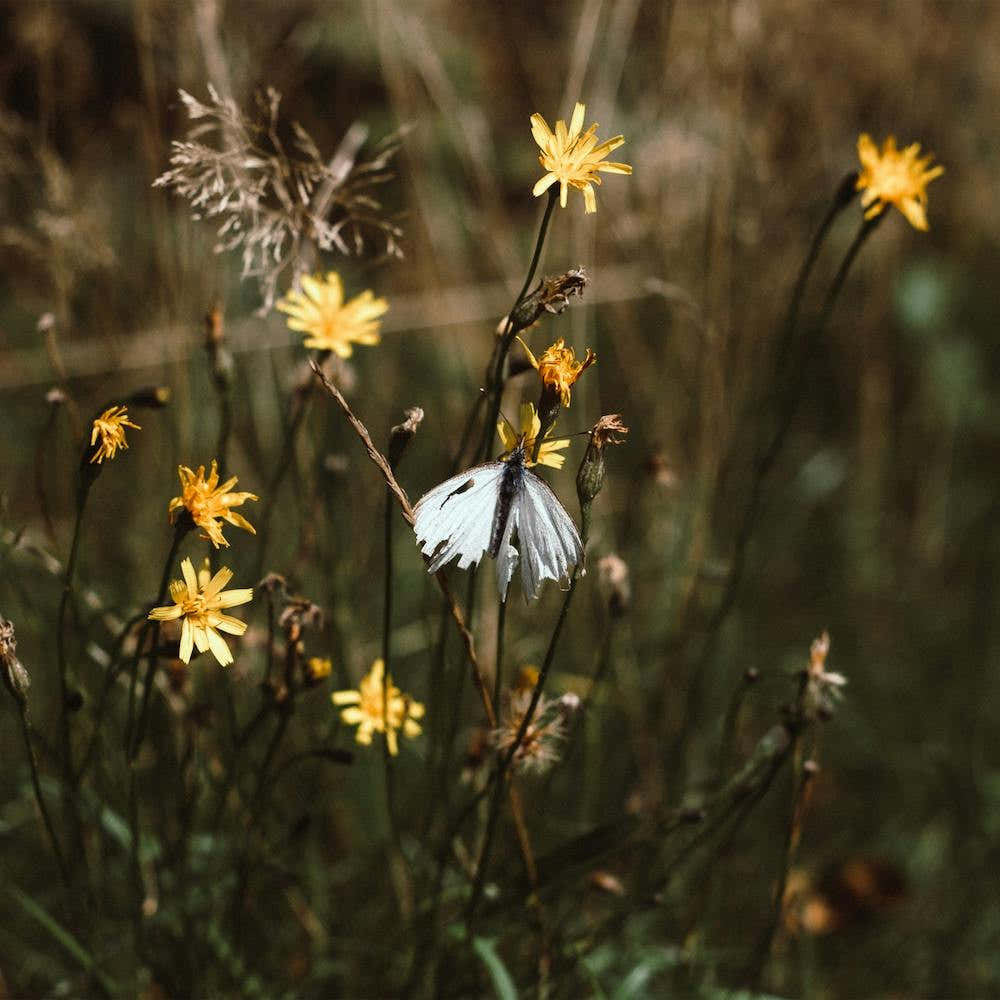White Butterfly In The Countryside  Colour Nature Photography Square