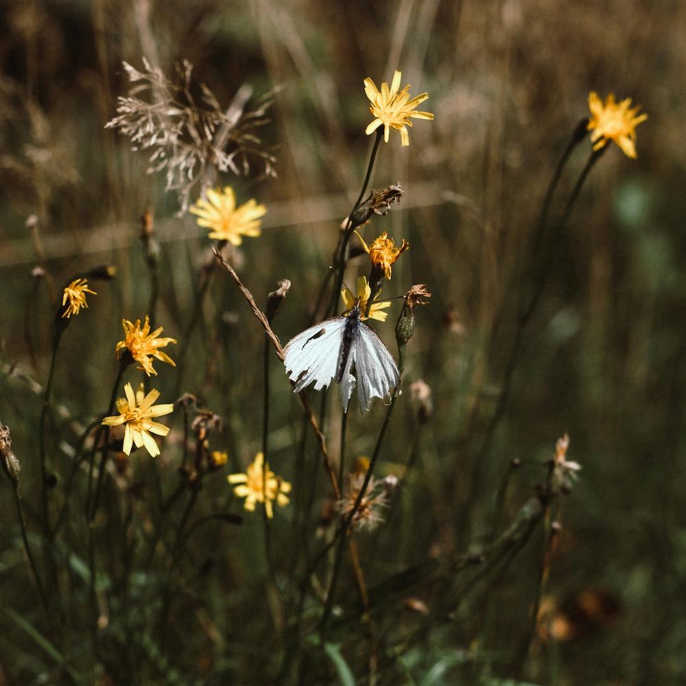 White Butterfly In The Countryside  Colour Nature Photography Square