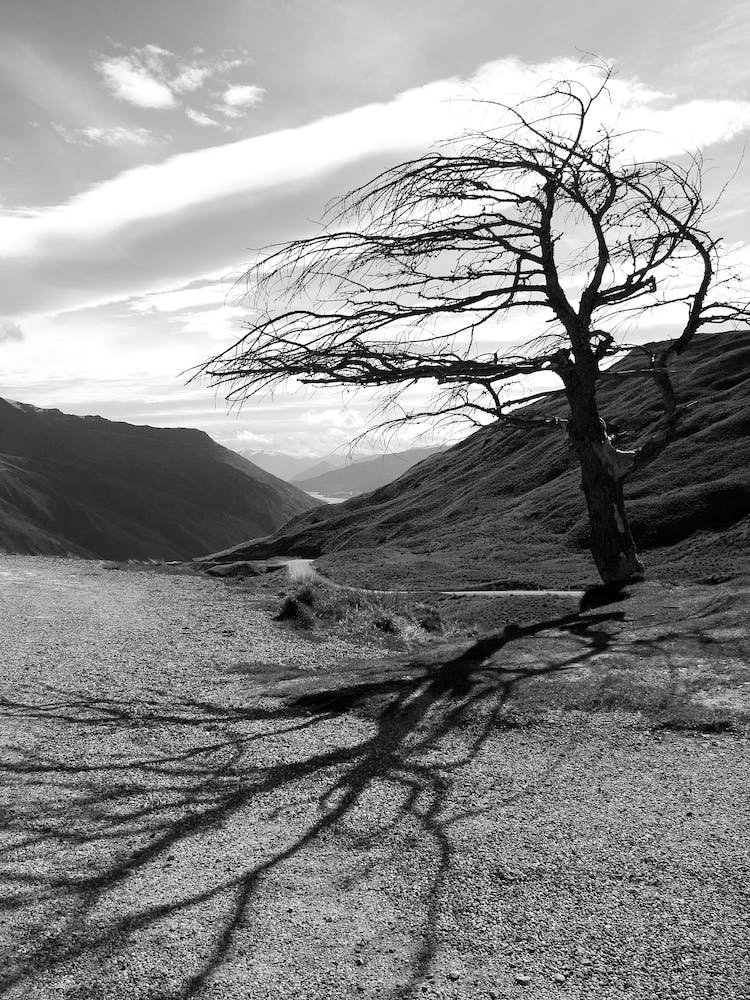 Arbre Solitaire - Nouvelle-Zélande