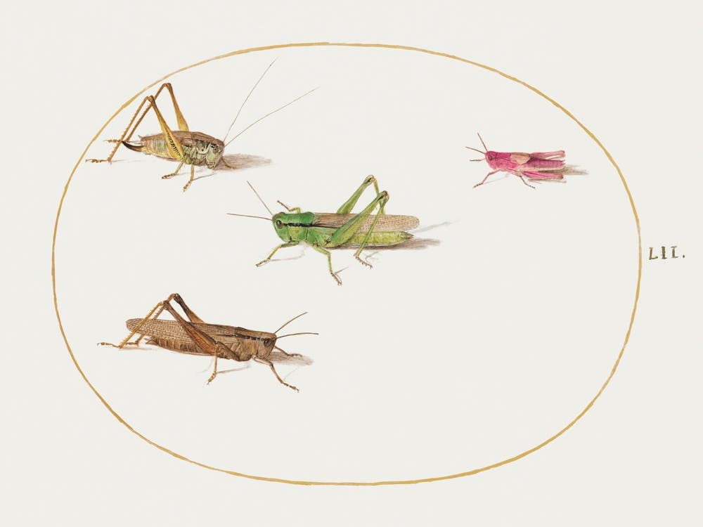 Four Grasshoppers (1575–1580), Joris Hoefnagel