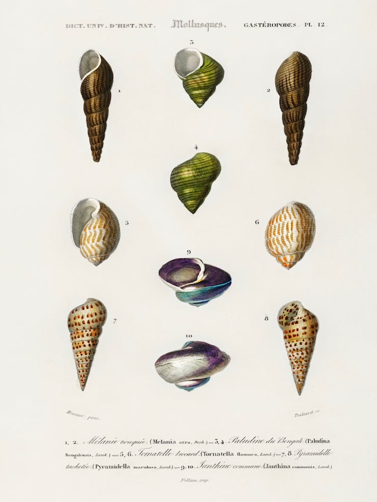 Different Types Of Mollusks, Charles Dessalines D'Orbigny 9