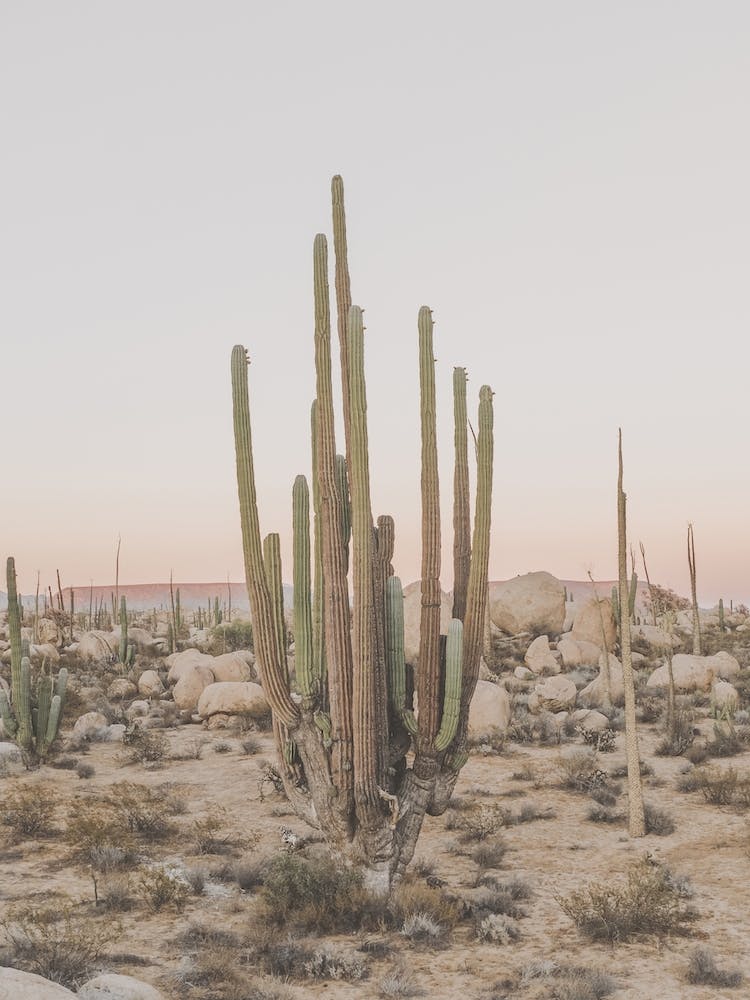 Huge Desert Cactus