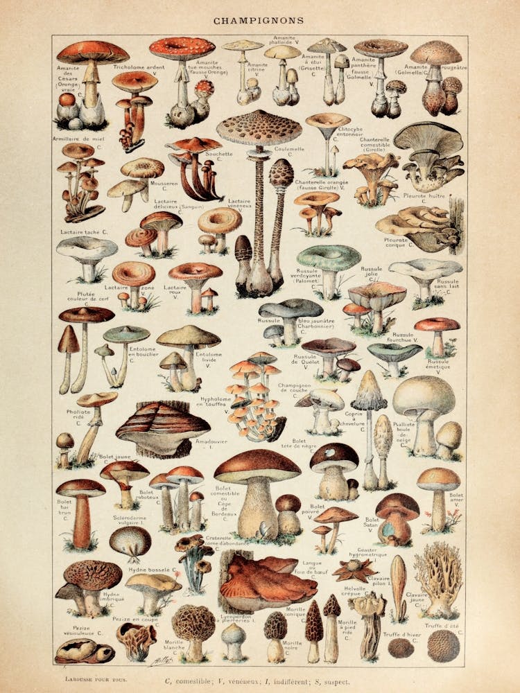 Vintage Botanical Mushroom Wall Art - Antique Botanical Illustration for Nature Lovers