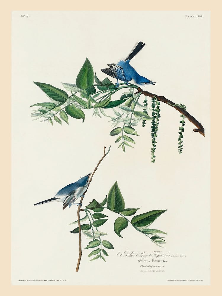 Blue Grey Fly Catcher , Birds Of America, John James Audubon