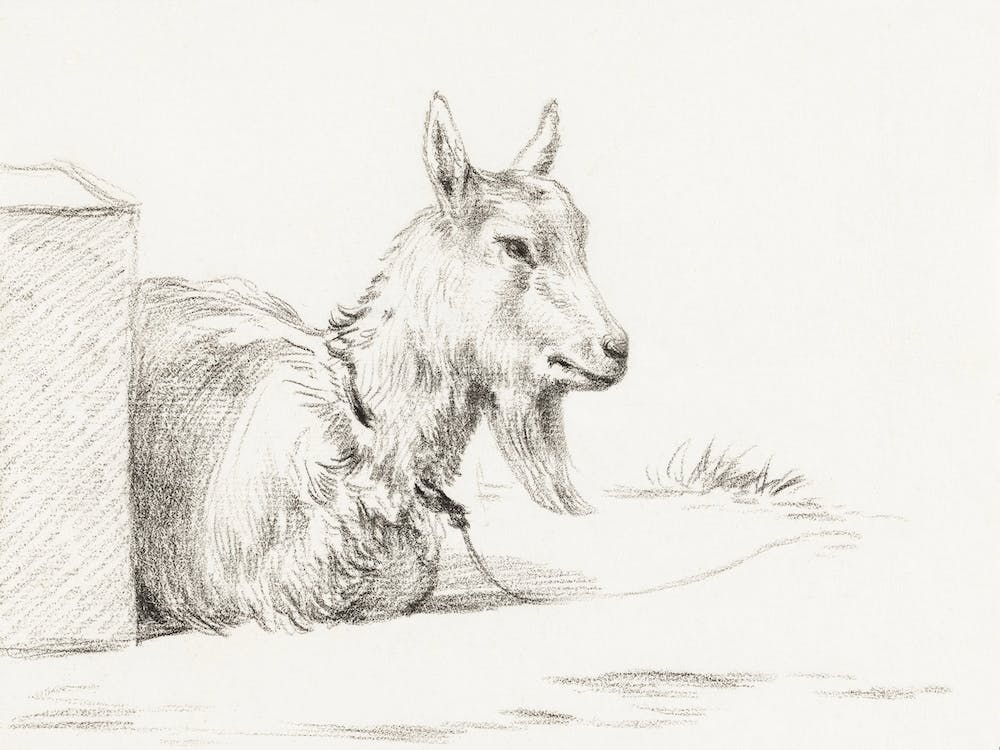 Goat Half Lying In A Pen, Jean Bernard