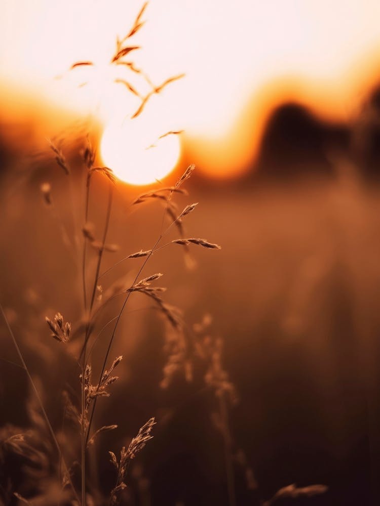 Golden Sunset