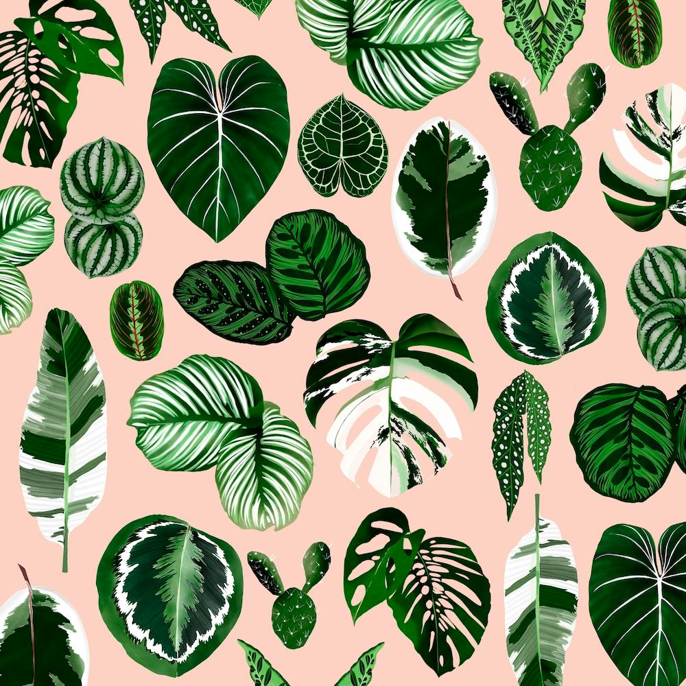 Houseplant Leaves Pattern Square