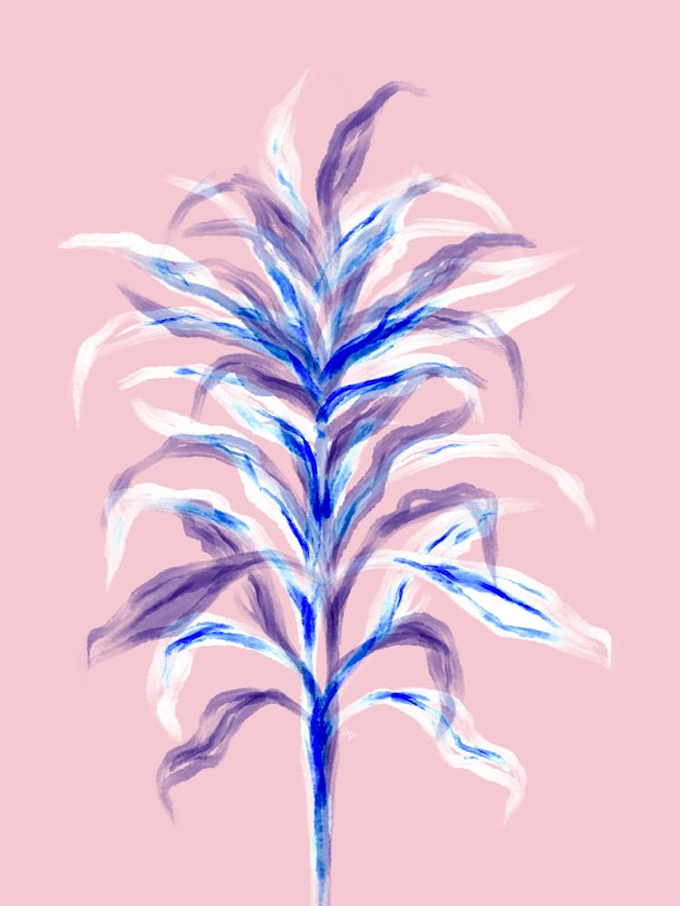 Pink Bamboo Plant