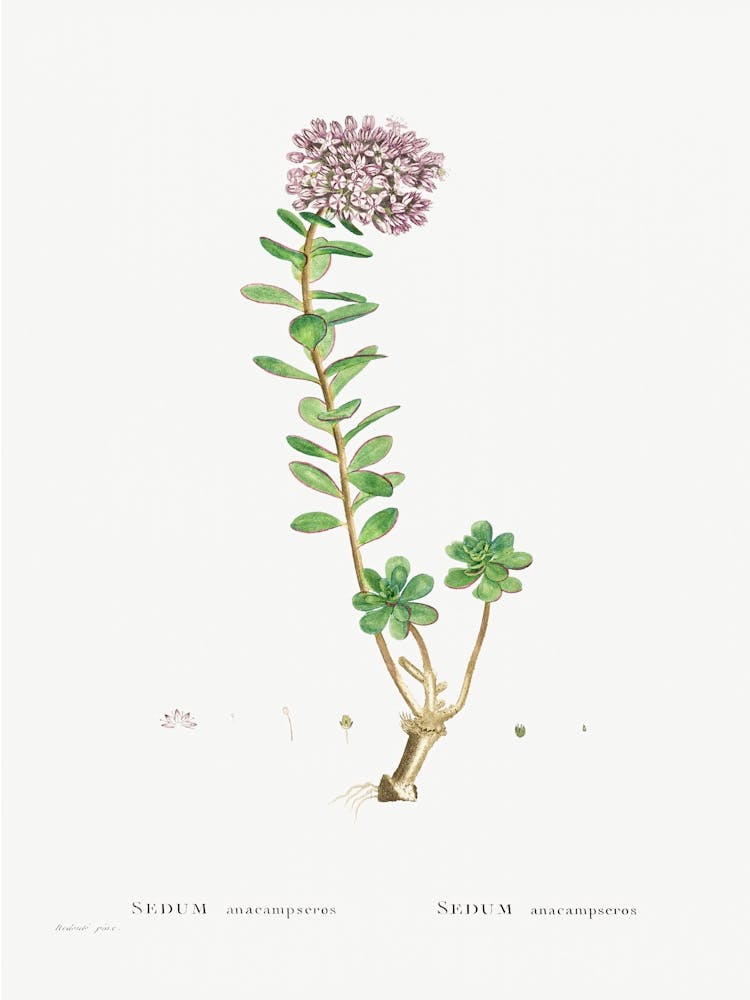 Sedum Anacampseros, Pierre Joseph Redoute