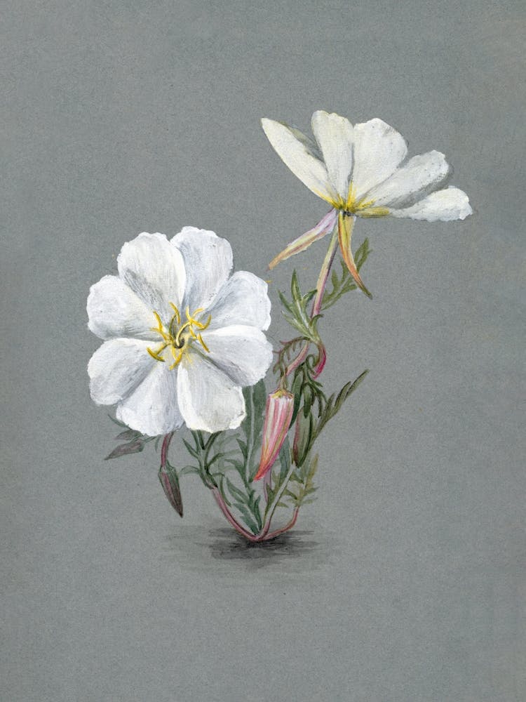 Vintage Botanical Mary Vaux Walcott _2732409