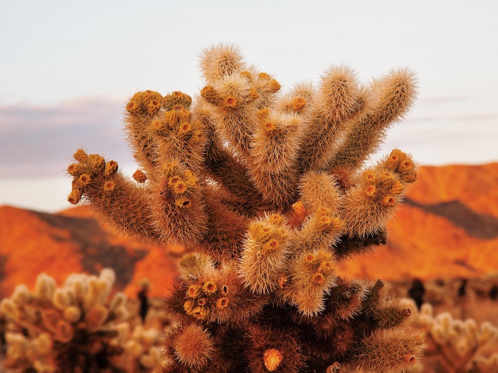 Orange Desert Sunset