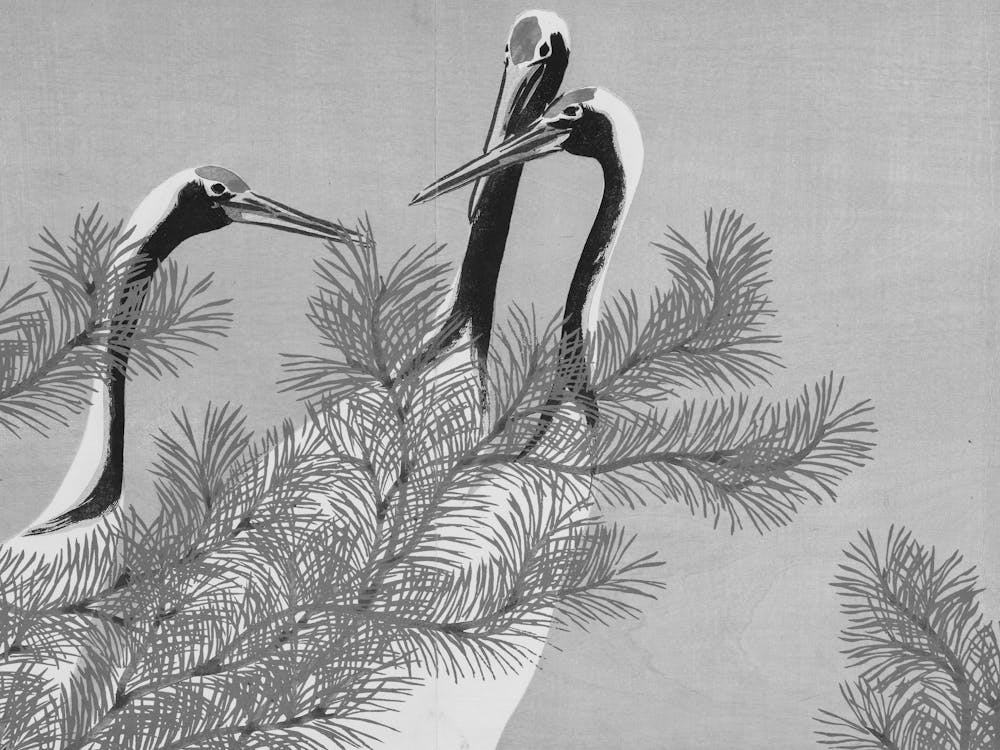Three Cranes In A Pine Tree