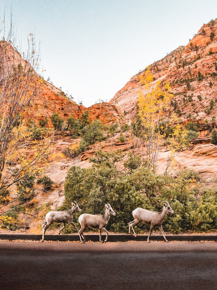 Zion Sheep