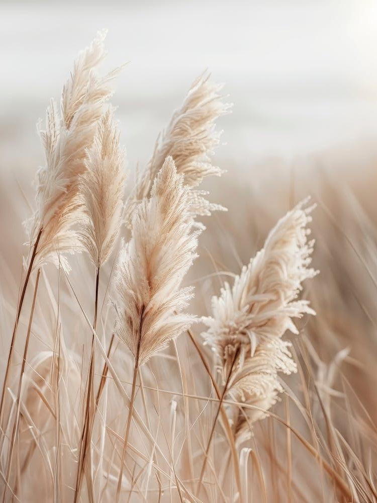 Pampas Grass By The Sea