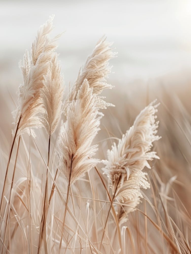 Pampas Grass By The Sea