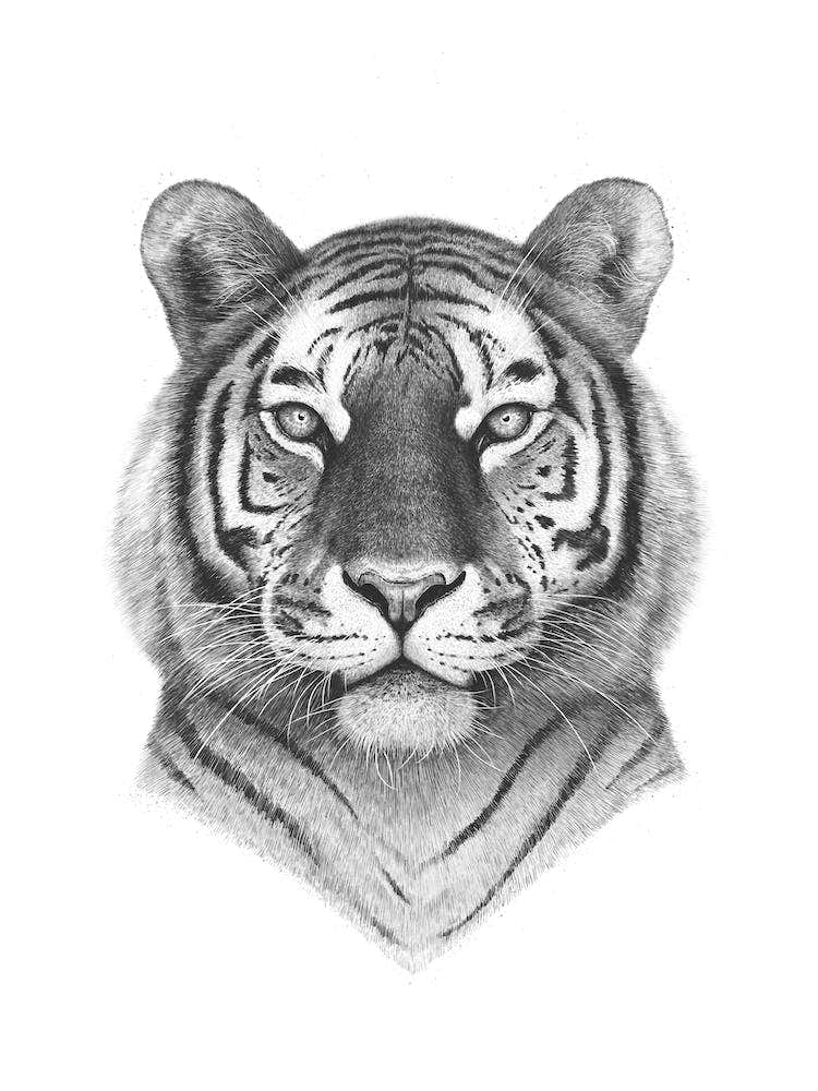 The Tiger