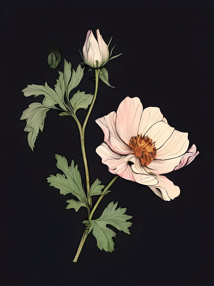 Anemone