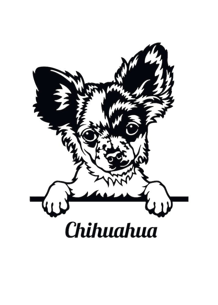 Dog Chihuahua